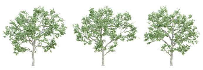 3d ulmus minor trees on transparent background, png plant.
