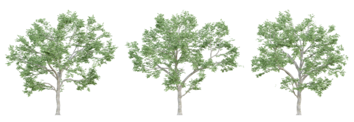 3d ulmus minor trees on transparent background, png plant.