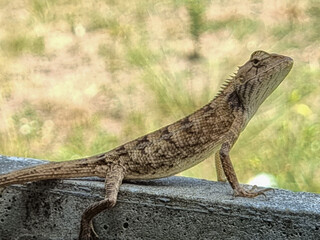 Brown Lizard Perched on Concrete with Grassy Background