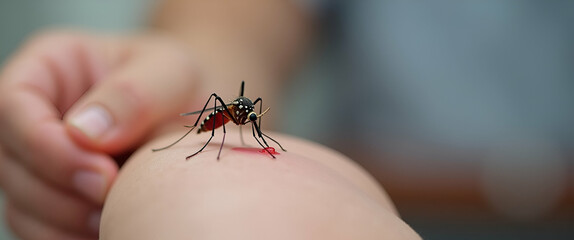Close up of mosquito sucking blood from human arm illustrating pest control and medical research in health context - Photo Stock Concept with empty space on the left side.