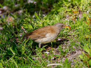 虫を食べるシロハラ