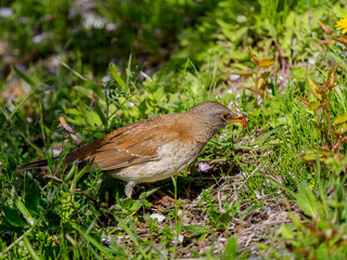 虫を食べるシロハラ