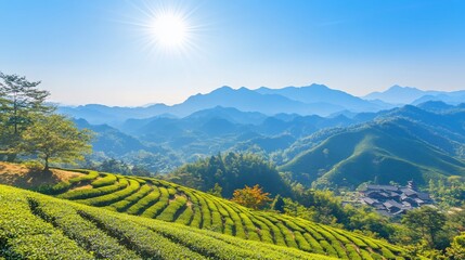 Fototapeta premium Sunny Tea Plantation Hillscape, Scenic View