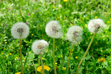 たんぽぽの綿毛