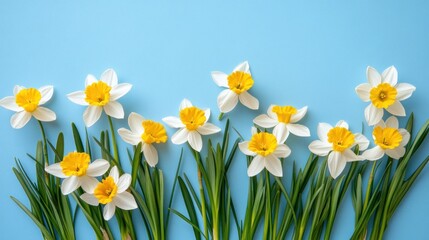 Springtime daffodils arranged in a horizontal border.