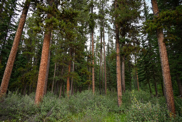 Natural Forest Plantation Trees Wood