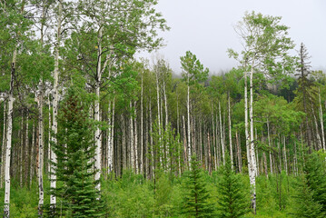Natural Forest Plantation Trees Wood