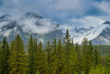 Natural Forest Plantation Trees Wood