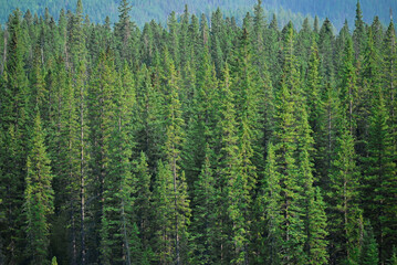 Natural Forest Plantation Trees Wood