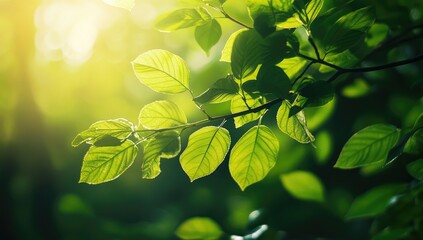 Lush leaves bathed in sunlight (4)