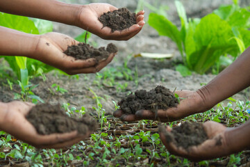 Homemade compost and vegetable seedlings in banana leaf polybags in the hands of vegetable farmers
