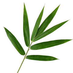 Close-up Photo of a Single Bamboo Branch with Slender, Pointed Leaves, Isolated on White Background