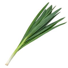 Fresh Green Garlic Chives Culinary Herb, Flat & Strap-Like Leaves, High-Resolution Photo
