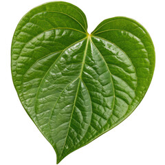 Heart-Shaped Betel Leaf A High-Resolution Photo of a Glossy, Vibrant Green Leaf with Intricate Veining, Perfect for Nature-Inspired Designs and Projects