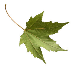 Fototapeta premium Dynamic Green Maple Leaf Falling High-Resolution Nature Photography