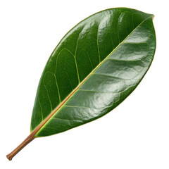 Obraz premium Photorealistic Magnolia Leaf Thick, Waxy Texture, High-Resolution Image for Design and Nature Projects