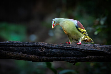 Colorful Thick-billed Green-pigeon with vibrant plumage perched on a dark tree branch in the forest, looking down with curiosity in soft natural light.