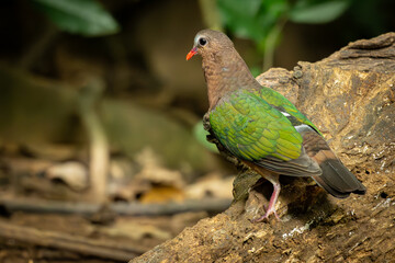 Colorful Common Emerald Dove with green wings and a red beak standing on a tree root in a natural forest setting, looking back over its shoulder.