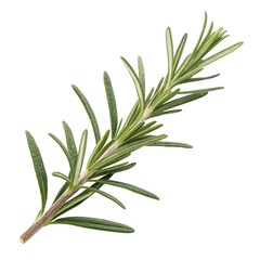 Fototapeta premium Fresh Rosemary Sprig Aromatic Herb with Needle-like Leaves - High-Resolution Photo