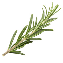 Fototapeta premium Rosemary Sprig Aromatic Herb with Needle-like Leaves - High-Resolution Photo