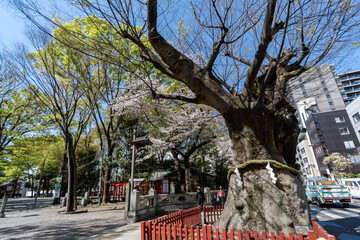 大國魂神社のケヤキ（鳥居前）　府中市　東京都