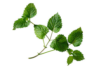 Green currant leaf stem isolated white or transparent background.