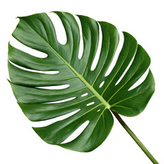 Vibrant Photorealistic Monstera Leaf Deep Cuts, Lush Green, Tropical Foliage