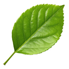 Obraz premium Vibrant Green Leaf Photorealistic Close-Up of a Single Leaf with Stem, Isolated on White Background