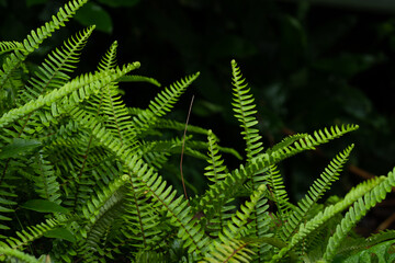 fern leaves on black background
