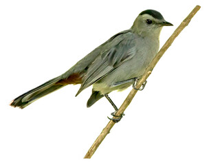 Grey catbird perched on a twig, cut out. 