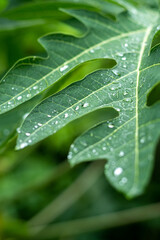 papaya leaves after being exposed to rain