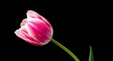 Isolated tulip flower with pink and white petals