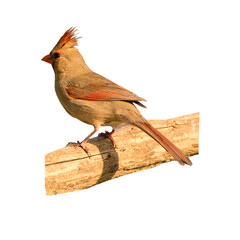 Female northern cardinal standing on a tree branch showing the side view. 