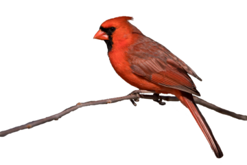 Male northern cardinal on a white background