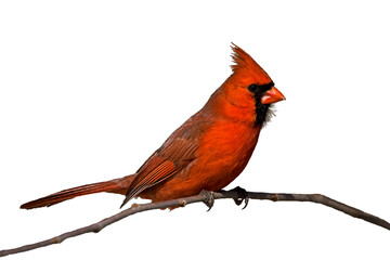 red cardinal bird perched on branch cut out