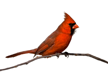red cardinal bird perched on branch cut out