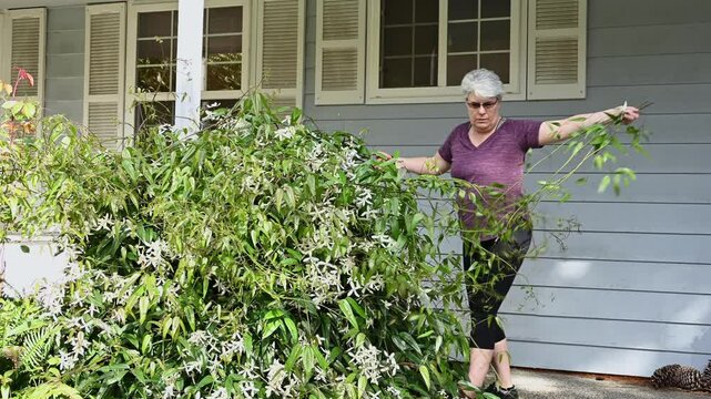 Mature woman pruning overgrown evergreen clematis plant vines, spring home gardening chores
