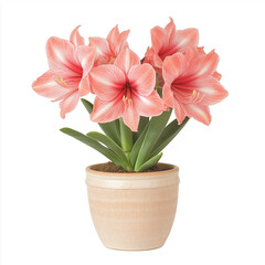 Fototapeta premium Pink amaryllis blooms brightly in terracotta pot isolated on white background
