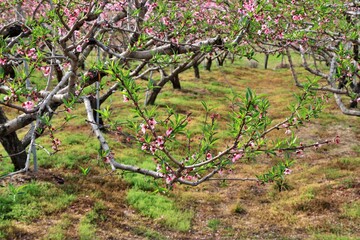 봄 과수원 풍경, 초록색