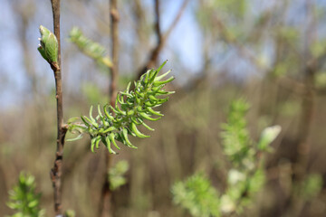 A closeup of green willow (Salix sp.) catkins on a slender branch with unfolding buds against a...