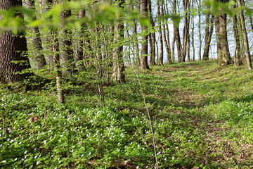 A sunny forest clearing in Ukraine in early spring is covered with a carpet of white blooming wood anemones (Anemone nemorosa) among young green grass and fallen leaves. © Олег Струс