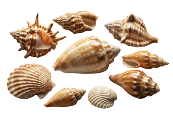 High-Resolution Shells PNG – Isolated on Transparent Background for Design Use