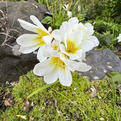 白い水仙綾目の花、スイセンアヤメの白い花、スパラキシスの白い花
