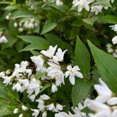 小さな白い丸葉空木の花、丸葉空木のクローズアップ写真、五弁の小さな白い花の咲く木、満開の白い小さな花