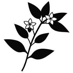 Jasmine Flower Silhouette Vector – Botanical Bloom and Floral Illustration
