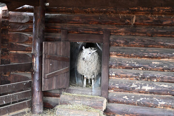 a sheep ram in a pen on an eco-farm. A ram's head behind a wooden fence. selective focus