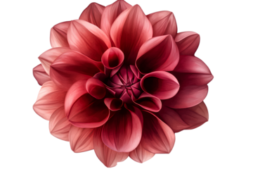 Beautiful red flower with pink petals, PNG clipart illustration isolated on a transparent background