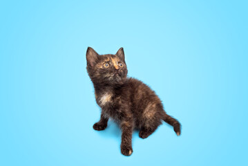 A cute fluffy kitten is playing and looking up at a blue background. Selective focus