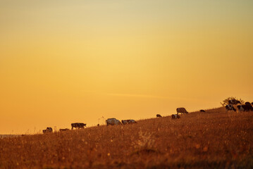 Cows graze on a hill during sunset in autumn. Orange colors, selective focus