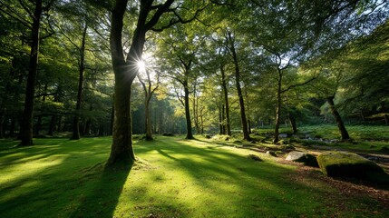 Fototapeta premium Sunlight filtering through a lush forest canopy, casting shadows on the green grass